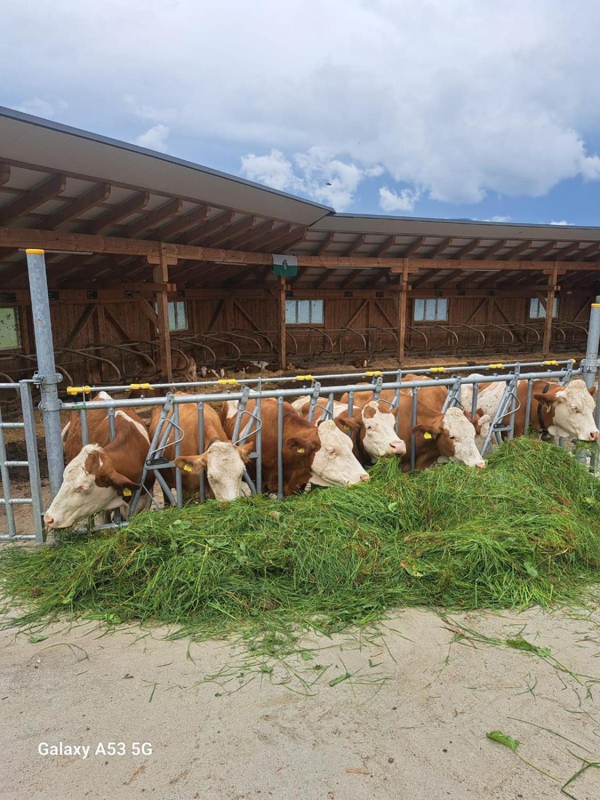 Appartamento Bio-Peisingerhof Sankt Stefan ob Leoben Esterno foto