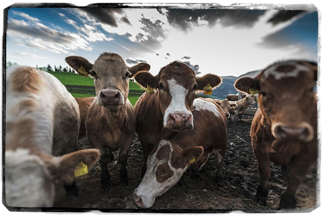 Appartamento Bio-Peisingerhof Sankt Stefan ob Leoben Esterno foto