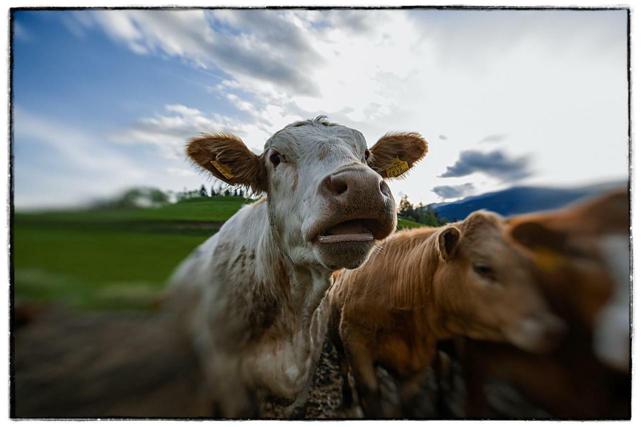 Appartamento Bio-Peisingerhof Sankt Stefan ob Leoben Esterno foto